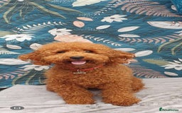Cockapoo dogs for sale: Stunning litter of Fox red miniature Cockapoo's  - Image 15