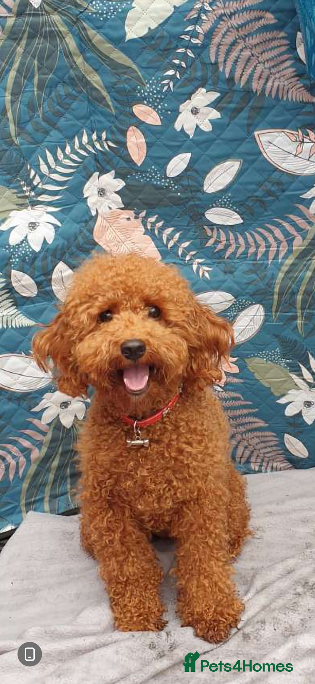 Cockapoo dogs for sale: Stunning litter of Fox red miniature Cockapoo's  - Image 15