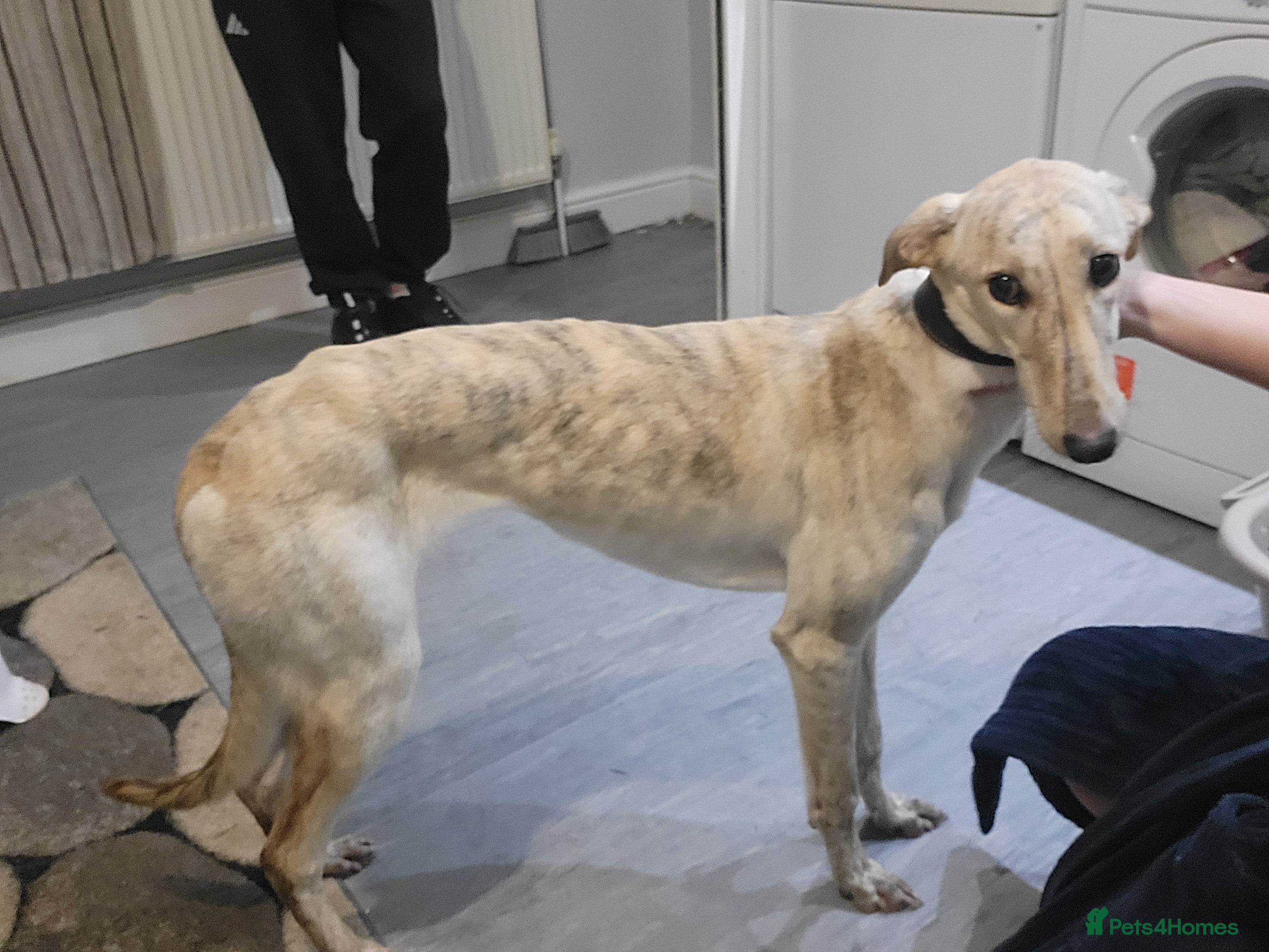 Lurcher dogs Collie wippet  - Advert 1