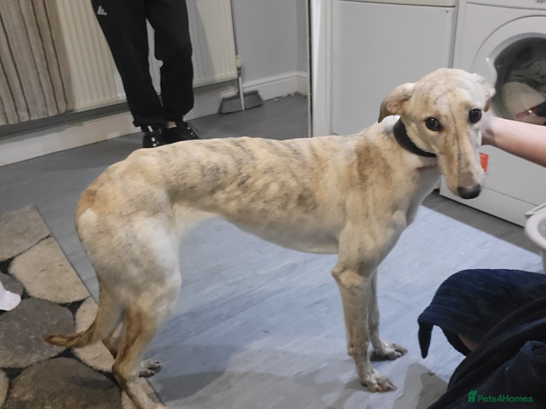 Lurcher dogs for sale: Collie wippet  - Advert 1