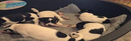 Parson Russell dogs for sale: Cracking parsons Russell puppies - Advert 2