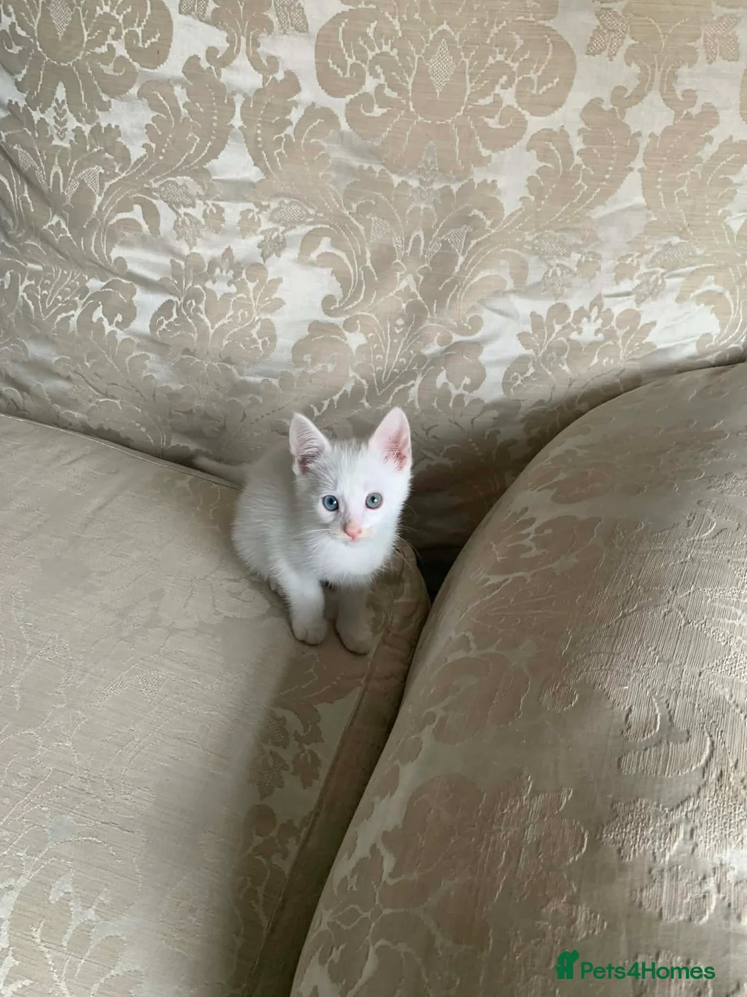 Turkish Angora cats for sale: Turkish Agonda kittens in Maidenhead - Advert 1