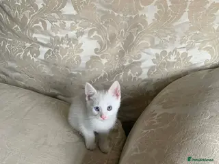 Turkish Angora cats Turkish Agonda kittens - Advert 1