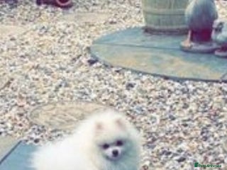 Pomeranian dogs - Advert 22