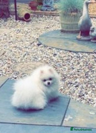 Pomeranian dogs - Advert 1