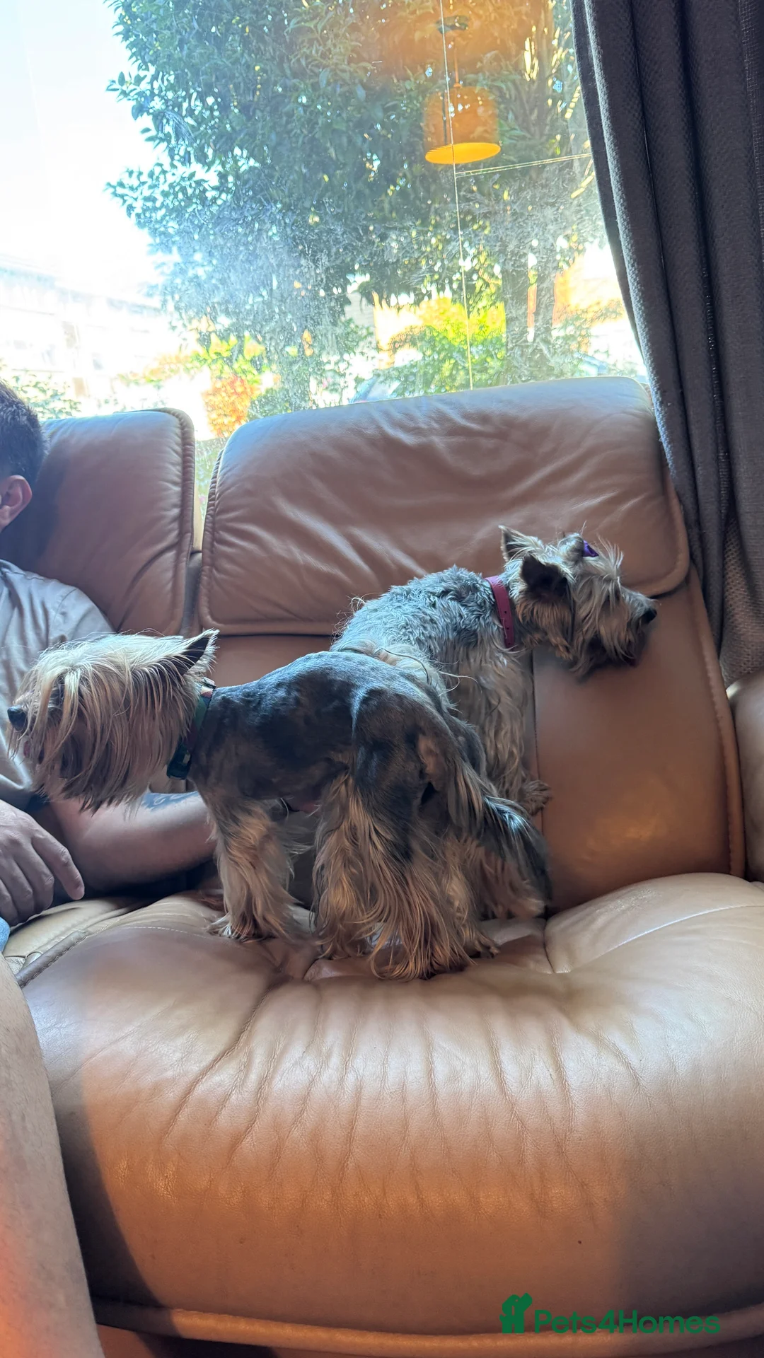 Yorkshire Terrier dogs for stud: Beautiful Yorkshire terrier  in Hornchurch - Advert 17