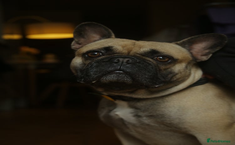 French Bulldog dogs - Advert 1
