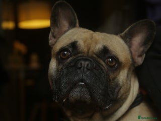 French Bulldog dogs - Advert 24