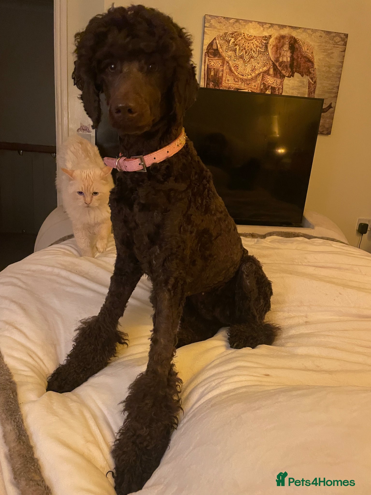 Standard Poodle dogs KC standard poodles Health tested  - Advert 1