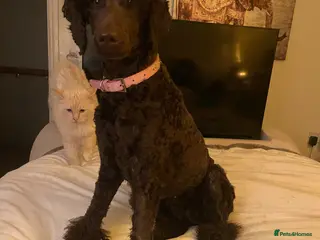 Standard Poodle dogs KC standard poodles Health tested - Advert 1