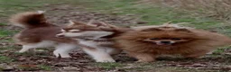 Pomsky dogs for sale: Micro F4 blue pomsky pup's  - Advert 25