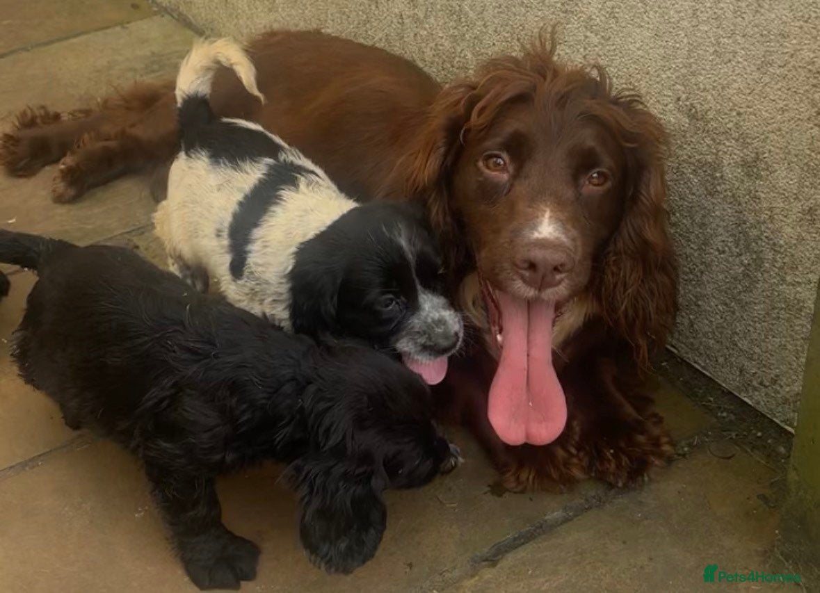Cockapoo dogs F1 B cockerpoos  - Advert 1