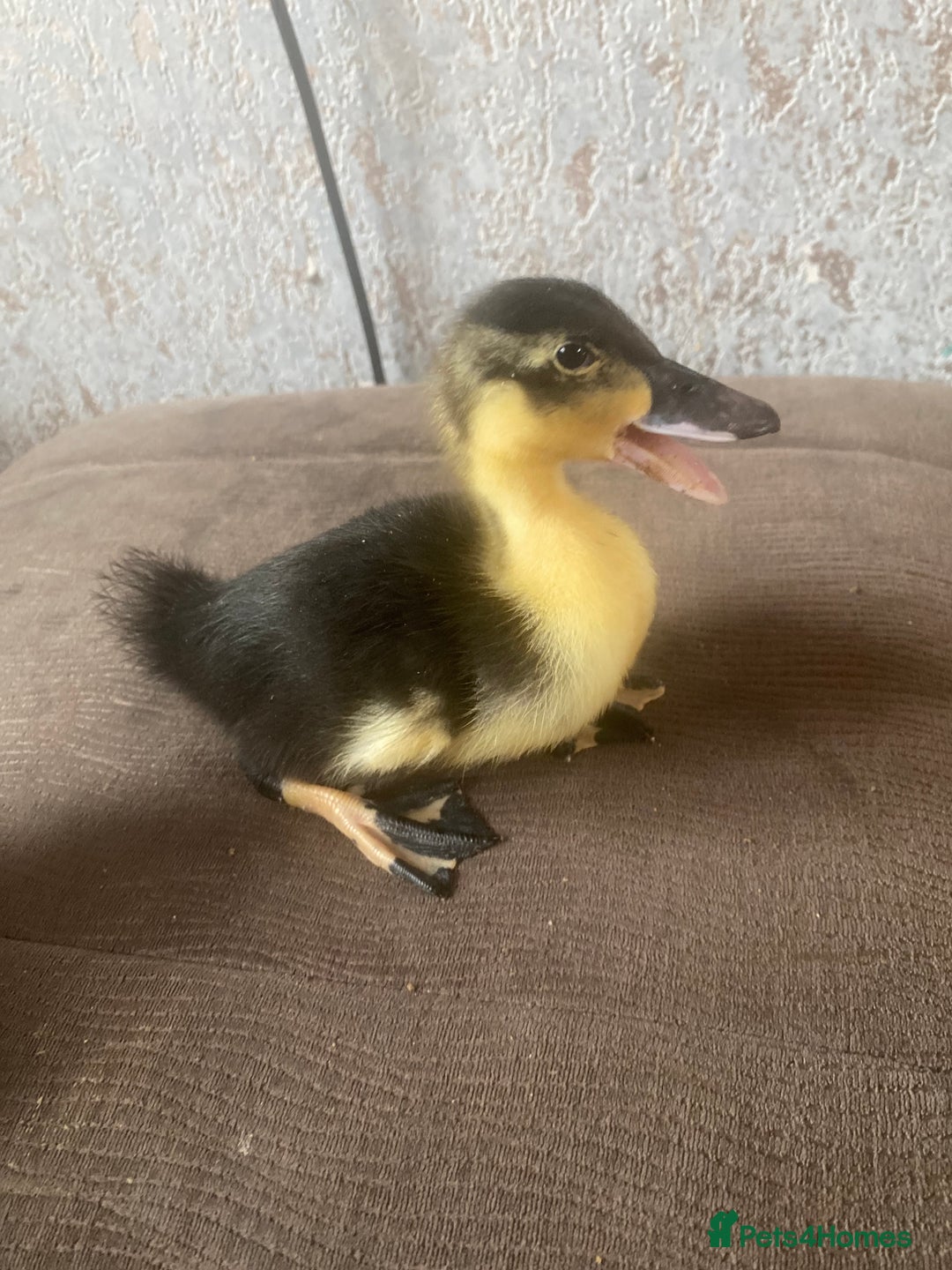 Ducks poultry for sale: Ducklings for sale  - Image 2