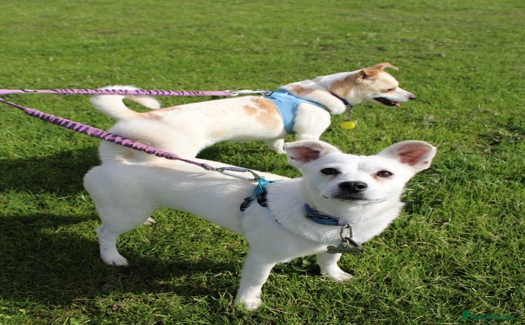Mixed Breed dogs - Advert 3