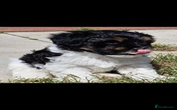 Lhasa Apso dogs for sale: Rare 5* Kyi-Leo Puppies ready for loving homes NOW - Image 18