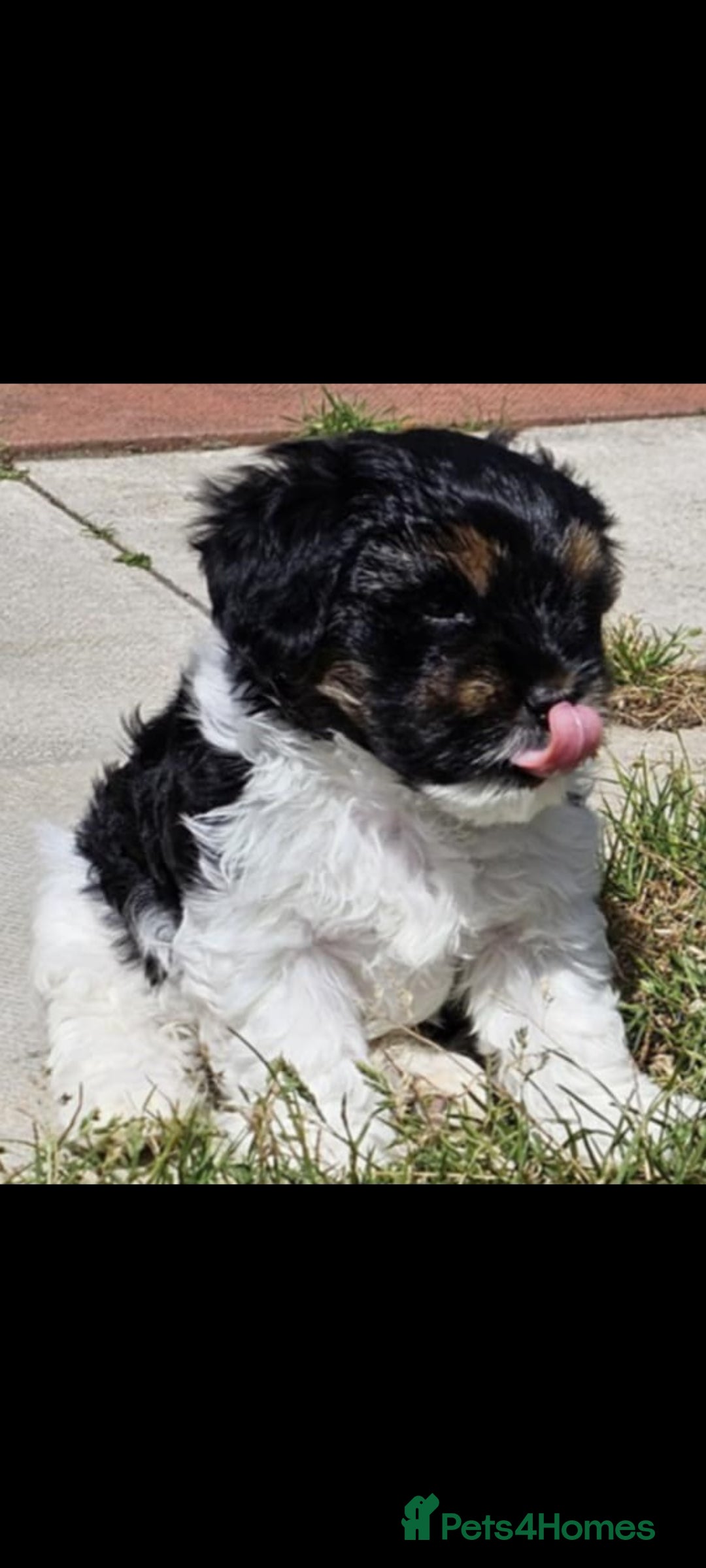 Lhasa Apso dogs for sale: Rare 5* Kyi-Leo Puppies ready for loving homes NOW - Image 18