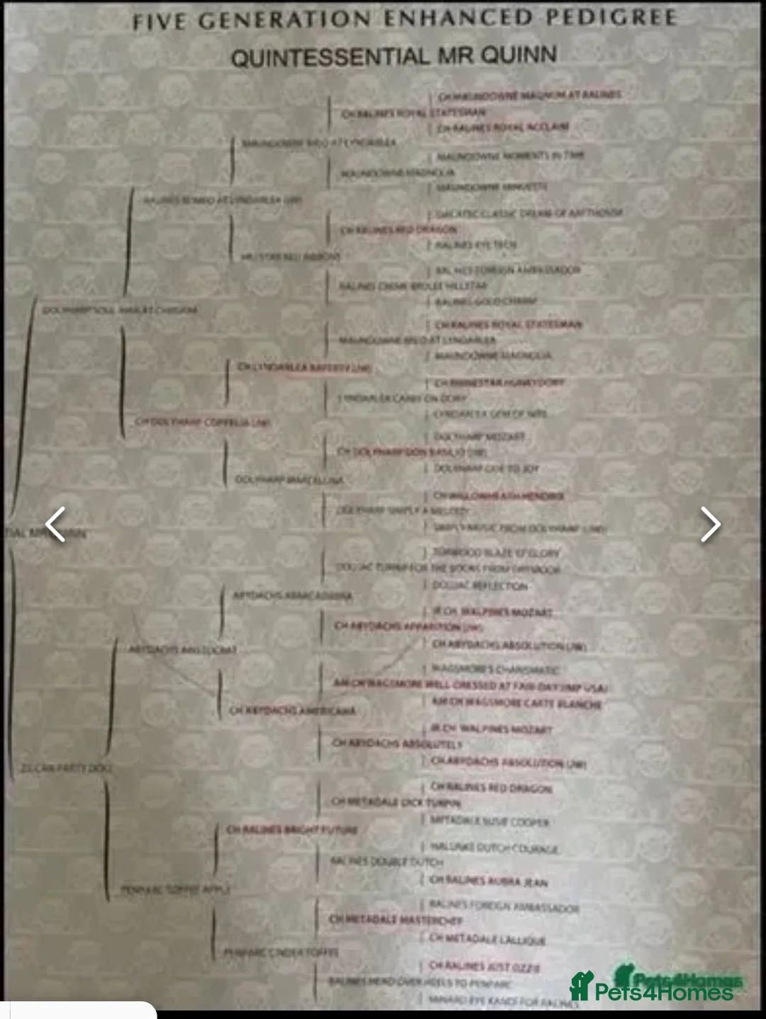 Miniature Dachshund dogs for stud: I/I E/E English Cream  in Newcastle upon Tyne - Advert 3