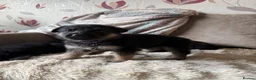 German Shepherd dogs for sale: 11 adorable bouncy German Shepard puppies  - Advert 28