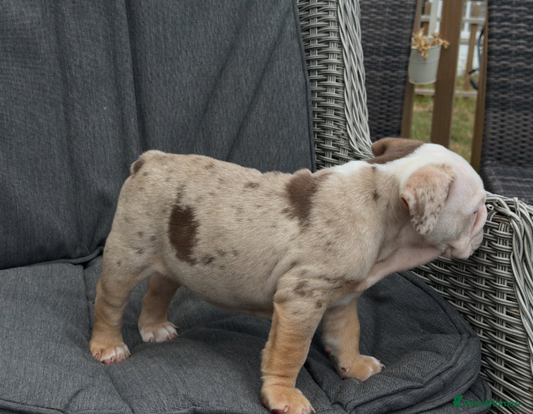 English Bulldog dogs for sale: **REDUCED **READY TO LEAVE CHUNKY ENGLISH BULLDOG - Image 38