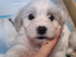 Cavachon dogs Beautiful Cavachon Puppies Needing Forever Homes - Advert 11