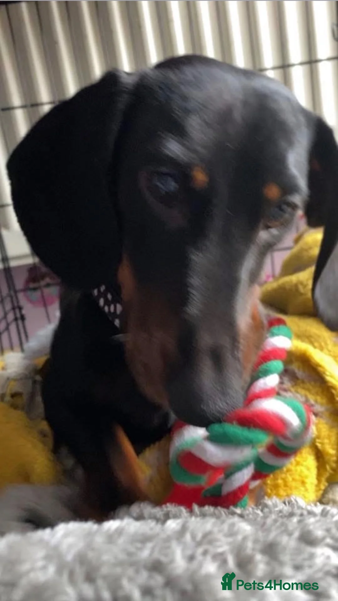 Dachshund dogs for sale: For sale  - Advert 1