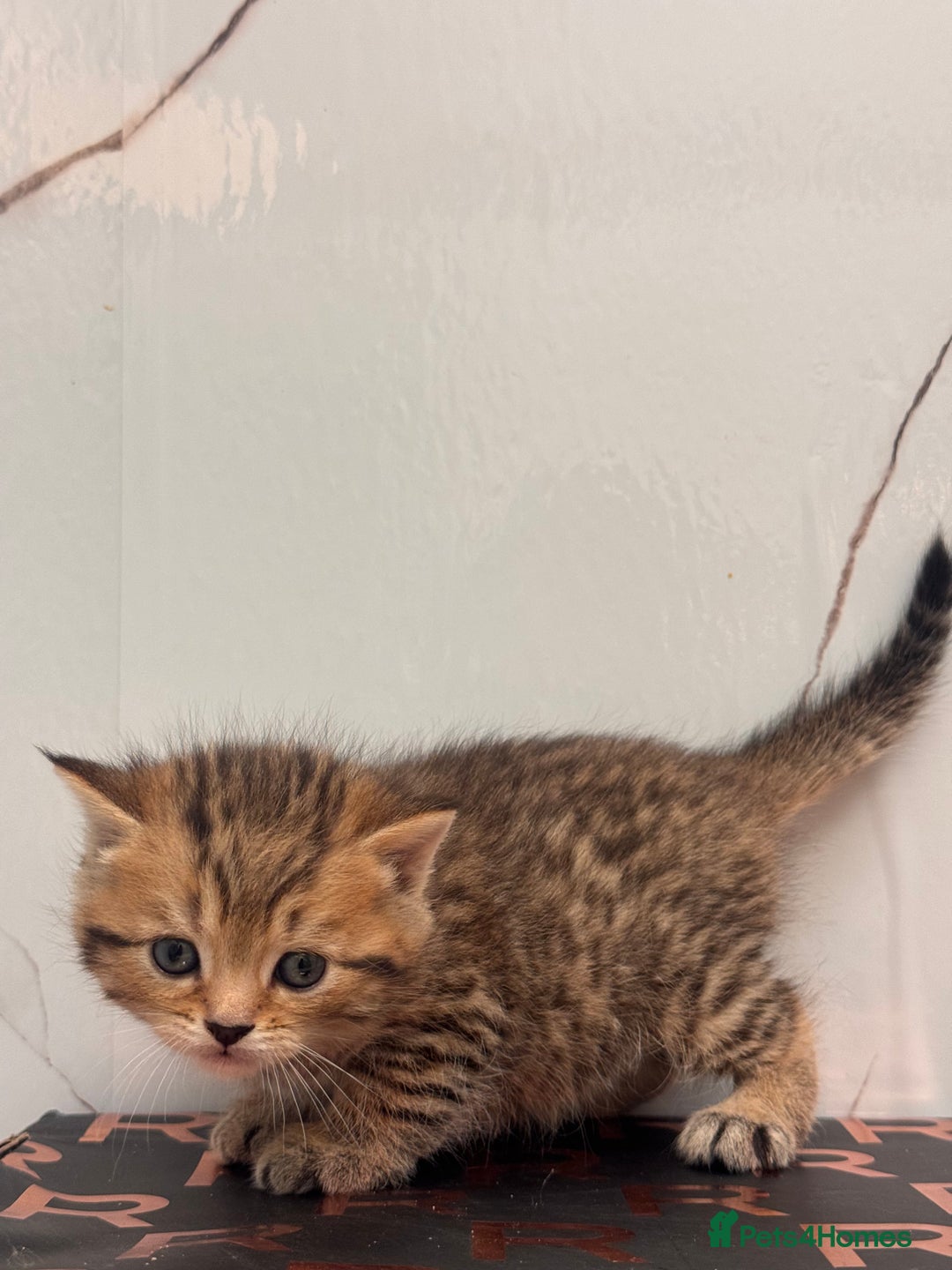 British Shorthair cats for sale: Cute British Short Haired Baby Kittens 🐈‍⬛  - Advert 2