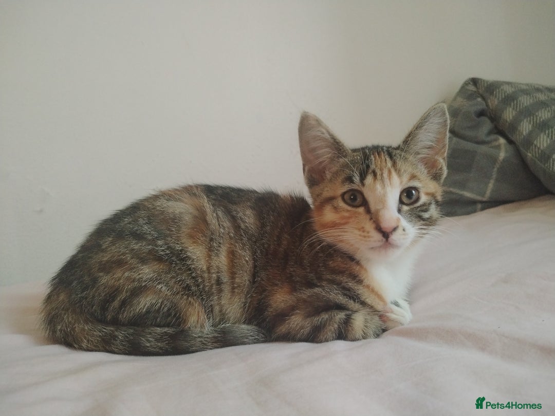 Mixed Breed cats for sale: 10 weeks old female kittem - Image 3