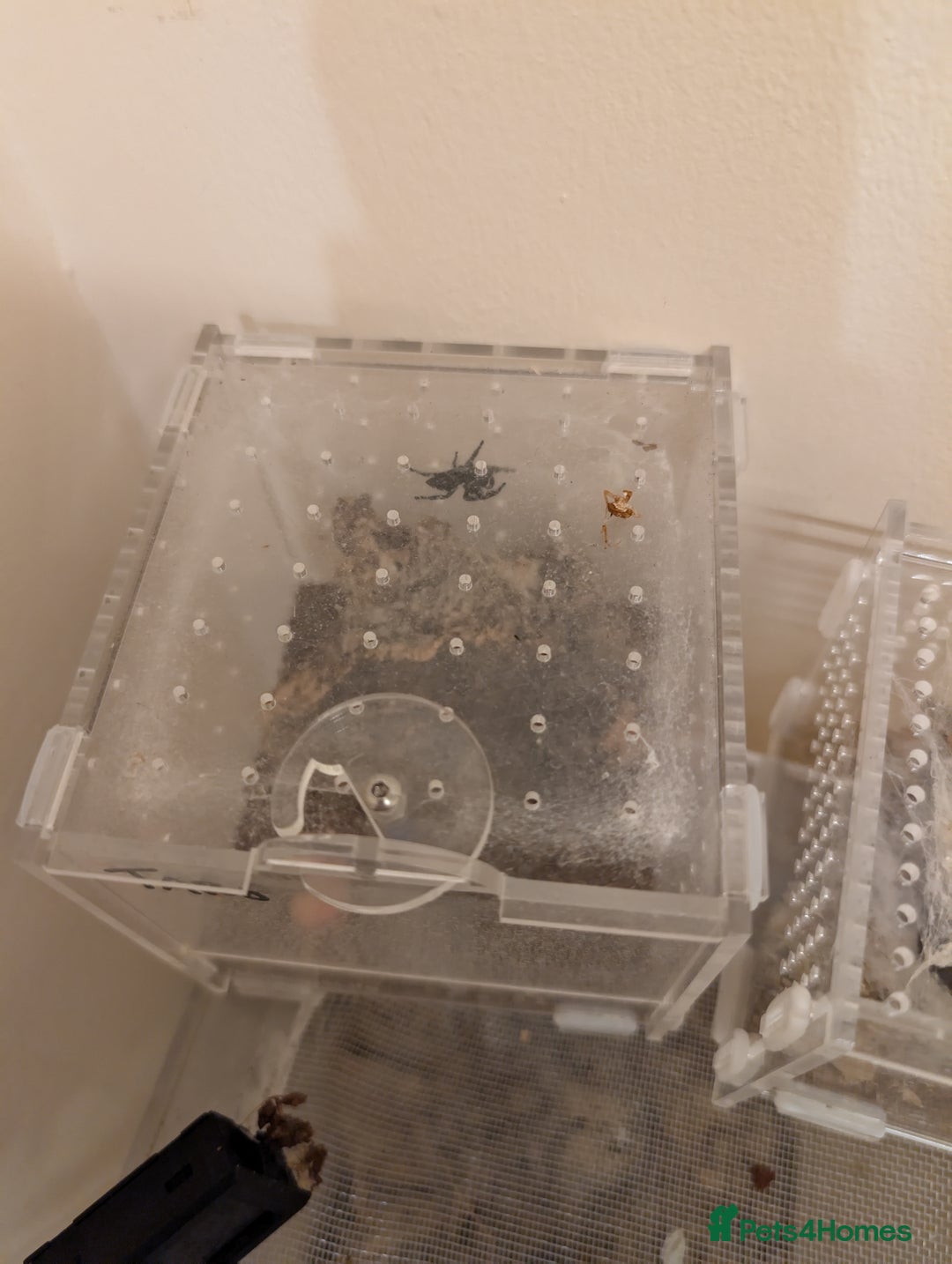 Spiders invertebrates for sale: SOLD. Phidippus Regius Male jumping spider  - Image 5