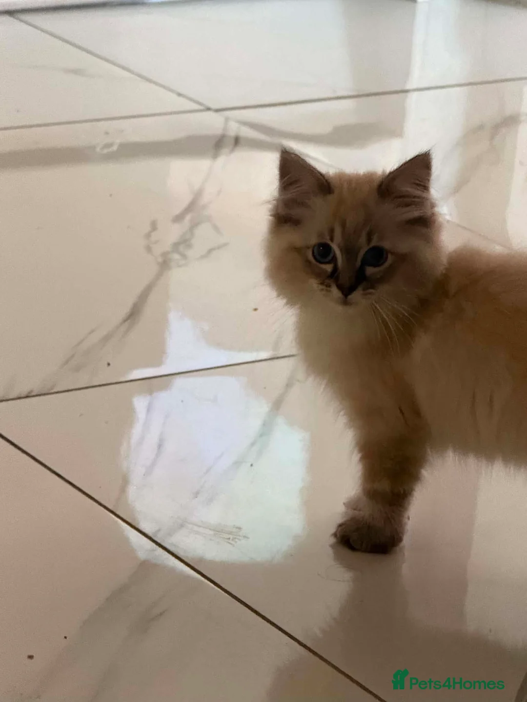 Ragdoll cats for sale: Ragdoll male kittens  - Advert 1