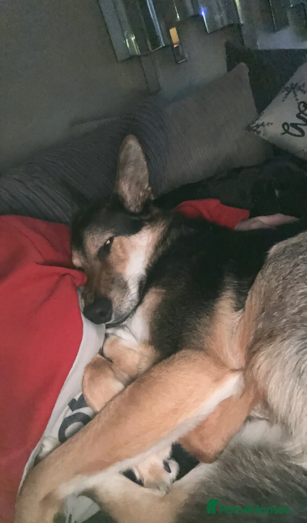 Mixed Breed dogs for sale: German Shephard x Collie - Image 7