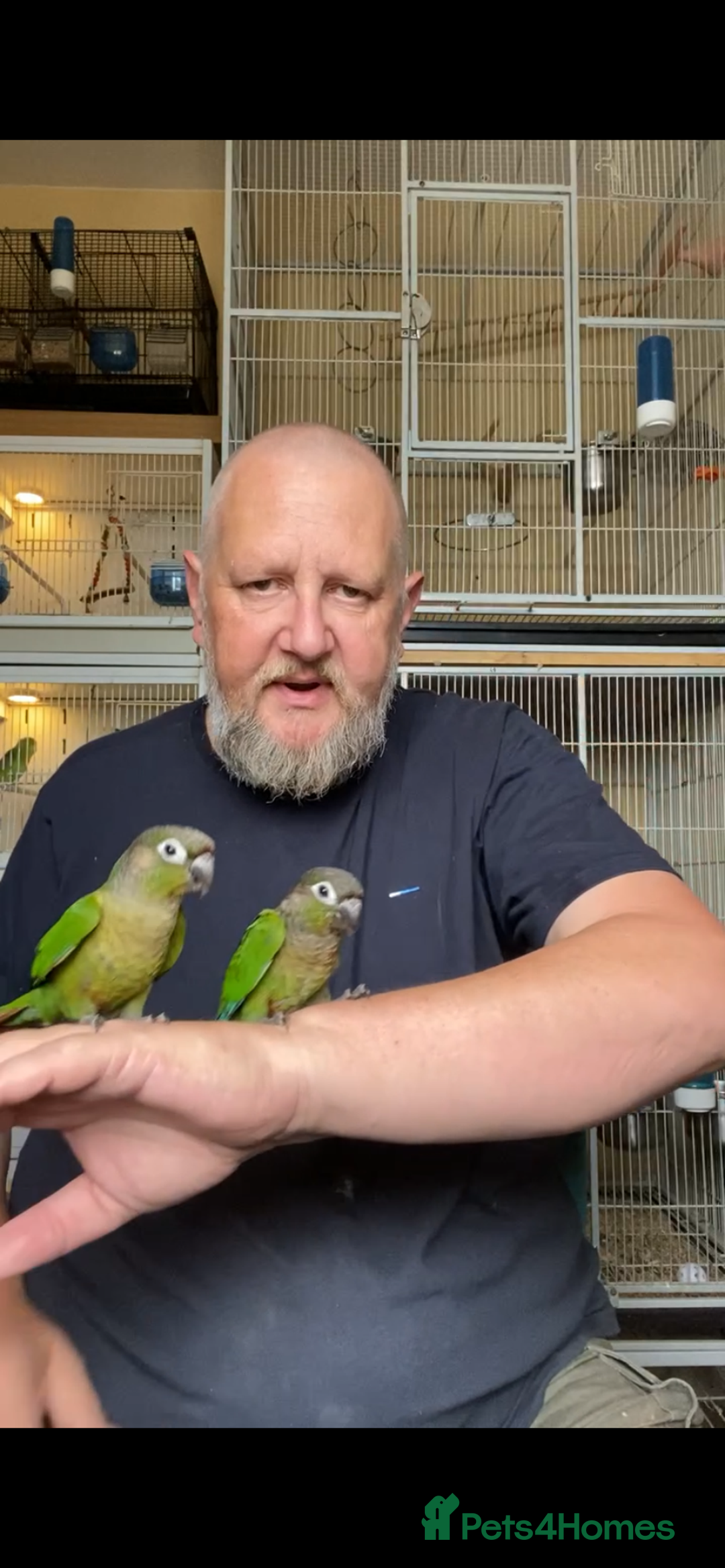 Conures birds for sale: Green cheek conures hand raised and silly tame - Image 9