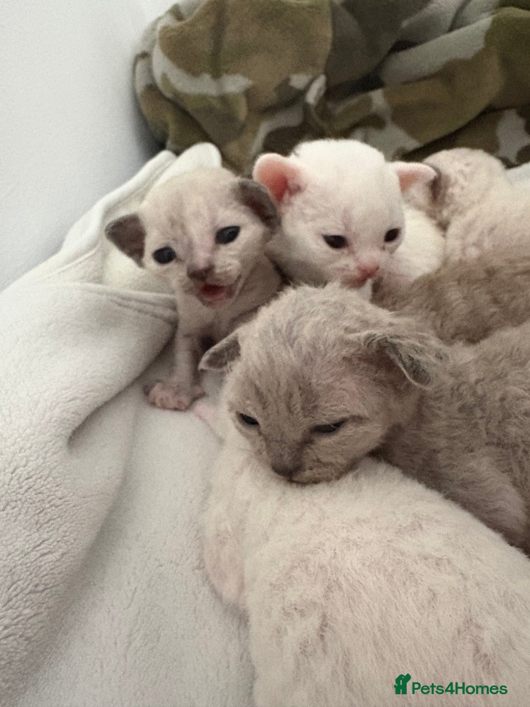 Devon Rex cats for sale: ❤️Devon rex kittens available 😻 - Image 10