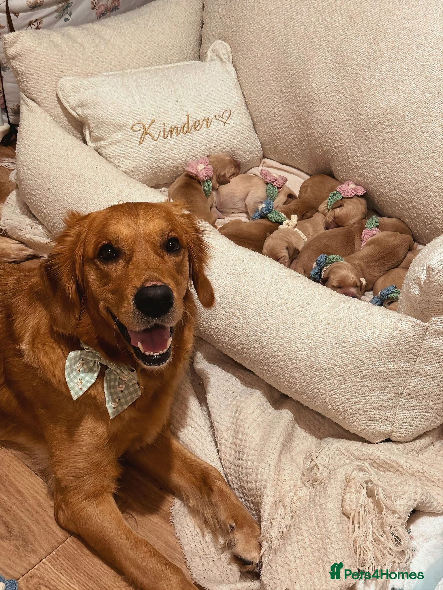 Golden Retriever dogs 🧸 Puppies Arrived - Pedigree KC Boys Available 🧸 - Advert 2