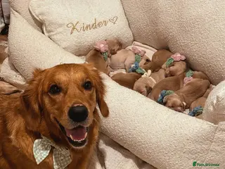 Golden Retriever dogs 🧸 Pedigree Kennel Club Puppies Available 🧸 - Advert 15
