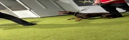 Dobermann dogs for stud: Champion bloodline Doberman for stud  - Advert 20