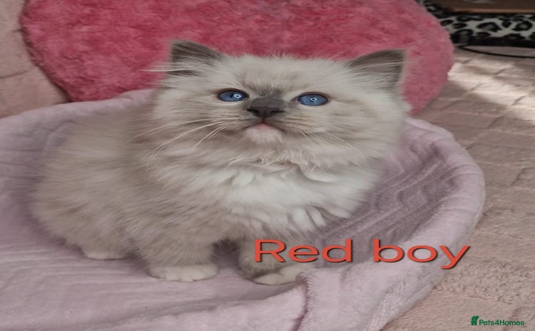 Ragdoll cats - Advert 1