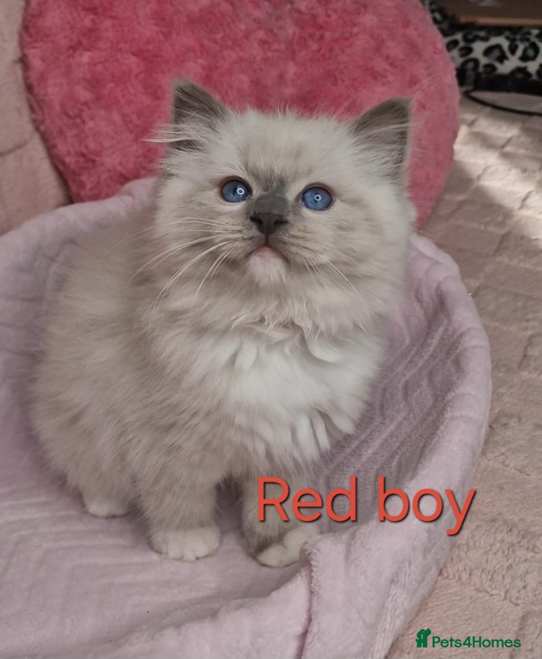 Ragdoll cats for sale: 4 Luxury European line Ragdolls kittens - Image 1