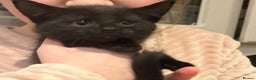 Mixed Breed cats for sale: Five kittens looking for their forever home  - Advert 14