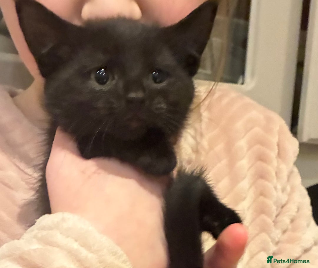 Mixed Breed cats for sale: Five kittens looking for their forever home  - Advert 14