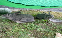 English rabbits for sale: 2 Male rabbits, brothers - Image 7