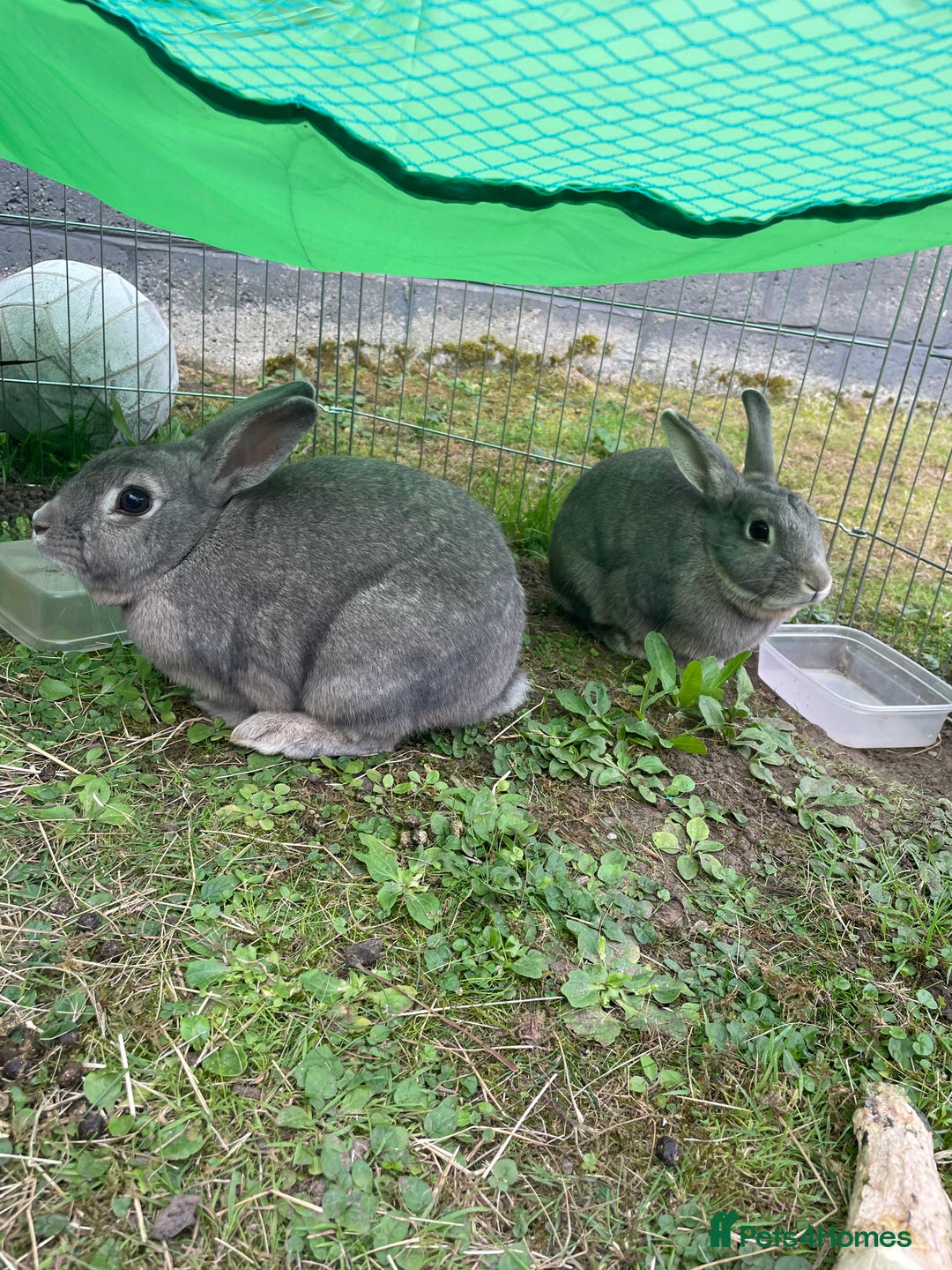 English rabbits for sale: 2 Male rabbits, brothers - Image 7