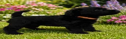 Mixed Breed dogs for sale: Airedoodles F1 airedale mum. Phantom poodle dad  - Advert 8