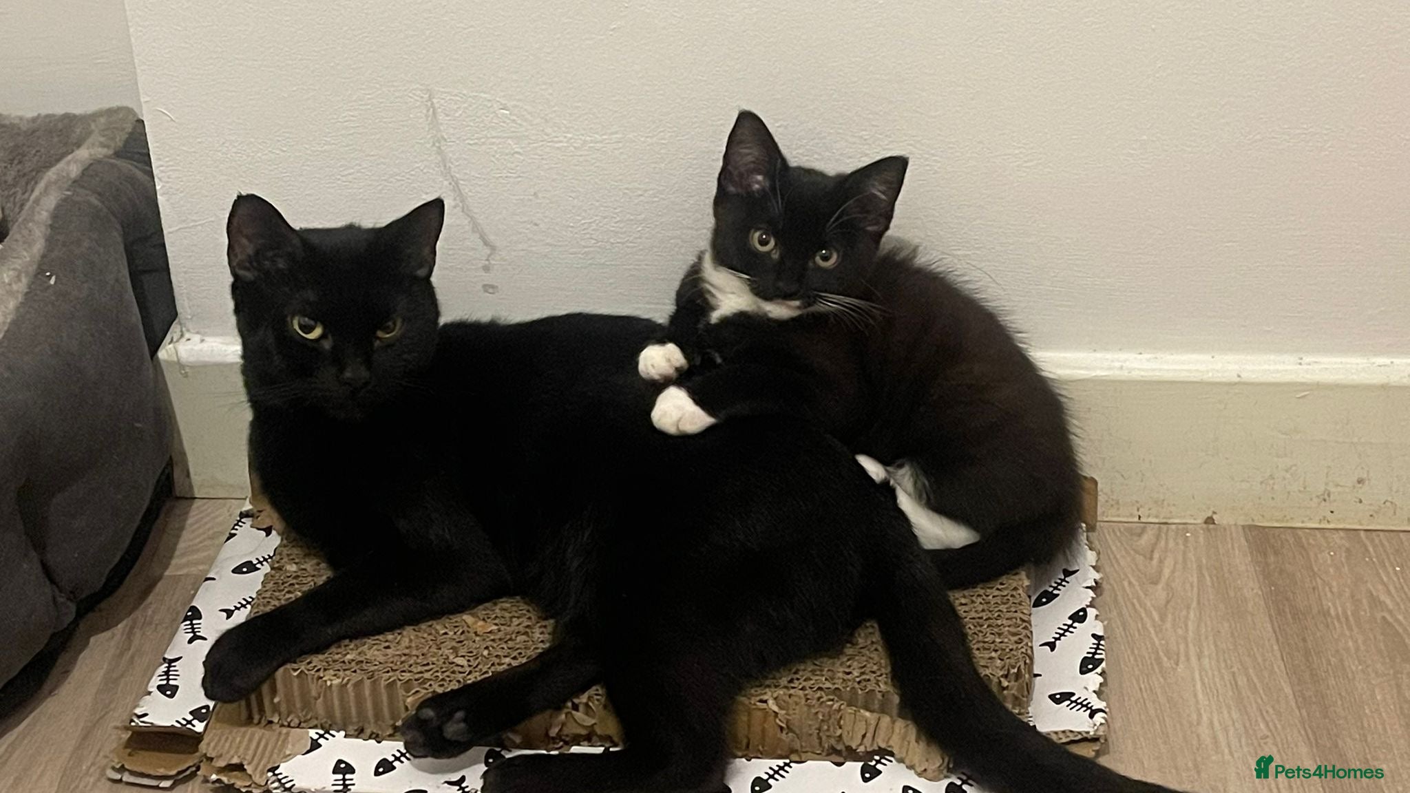 Domestic Shorthair cats 1 TUX GIRL LEFT (has to go with mum)   - Advert 20