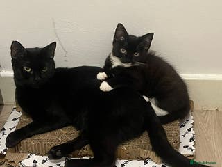 Domestic Shorthair cats 1 TUX GIRL LEFT (has to go with mum) - Advert 22