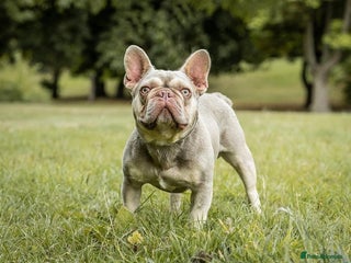 French Bulldog dogs in Dewsbury - Advert 26