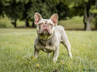 French Bulldog dogs GHENGHIS HAAN MICRO 🤏NEW SHADE IN THE WORLD in Dewsbury - Advert 7