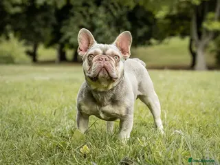 French Bulldog dogs GHENGHIS HAAN MICRO 🤏NEW SHADE IN THE WORLD in Dewsbury - Advert 16