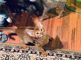 Abyssinian cats Active Male 🏆🥇🏵️Top Quality Champion Ln - Advert 4