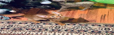 Abyssinian Kitten 2