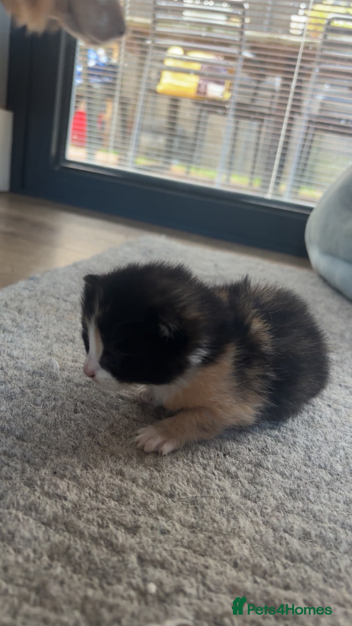 Mixed Breed cats for sale: Gorgeous tri coloured kittens - Advert 6